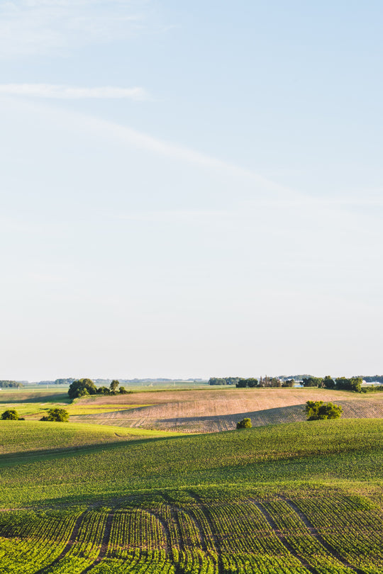 rolling corn fields in the midwestern united states