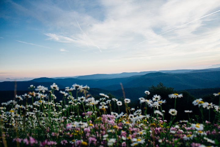 wildflowers overlooking valley in west virginia